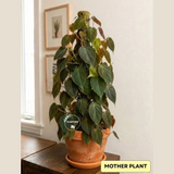 Philodendron Micans - Velvet Leaf - Indoor & Outdoor Live Tropical House plant - Live Plant - Multiple Sizes