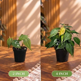 Philodendron Micans - Velvet Leaf - Indoor & Outdoor Live Tropical House plant - Live Plant - Multiple Sizes