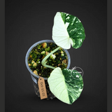 Alocasia Maharani Albo Variegated Live Plant - (Oct-21-21)