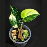 Scindapsus Jade Satin Variegated Exact Plant - (Sep-18-18)