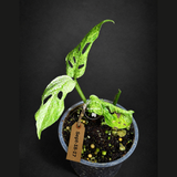 Varigated Monstera Adansonii Mottled - Rare Exact Plant - (Sep-18-17)