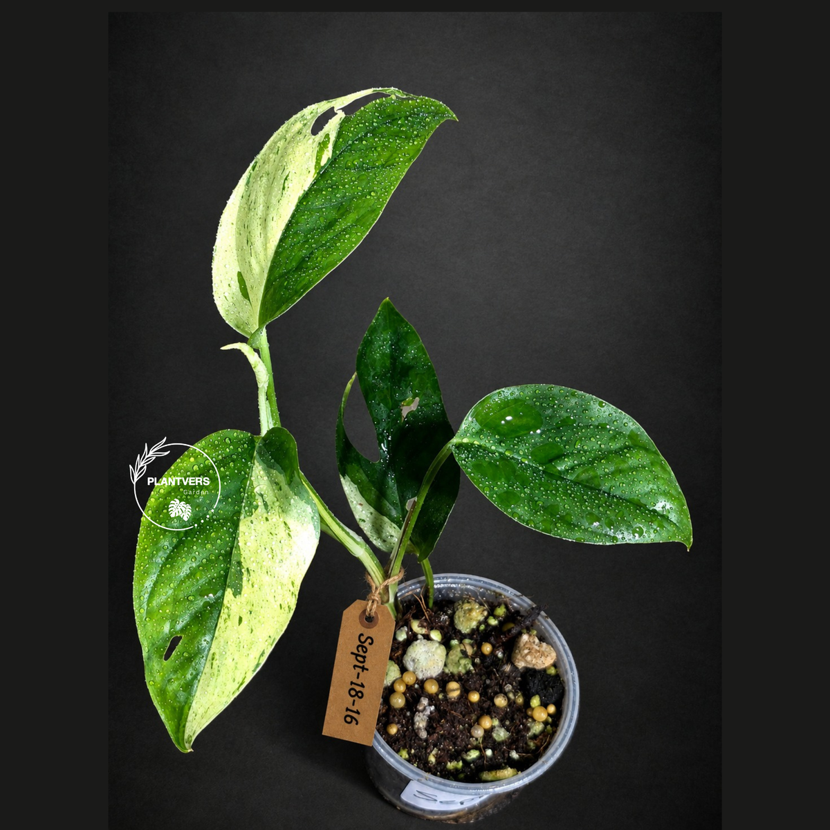 Epipremnum Pinnatum Marble Variegated Exact Plant (Sep-18-16)