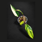 Philodendron Strawberry Shake Variegated Exact Plant - (Sep-18-21)