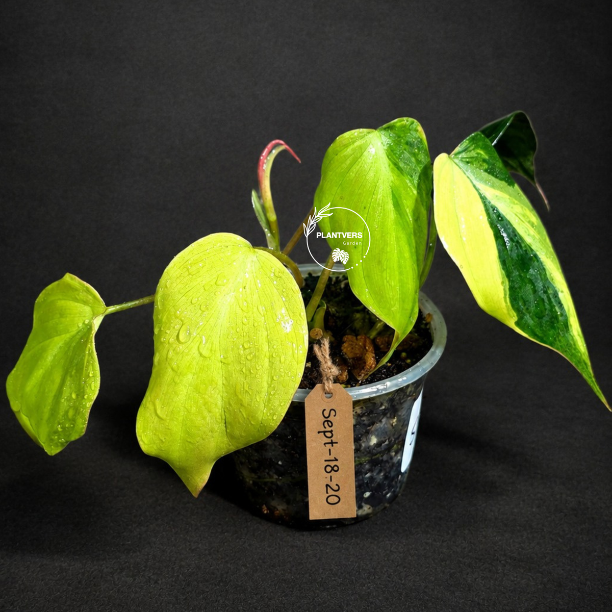 Variegated Philodendron Mican Aurea Exact Plant - (Sep-18-20)