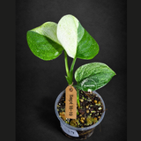 Scindapsus Moonlight Treubii Albo Variegated Exact Plant - (Sep-18-19)