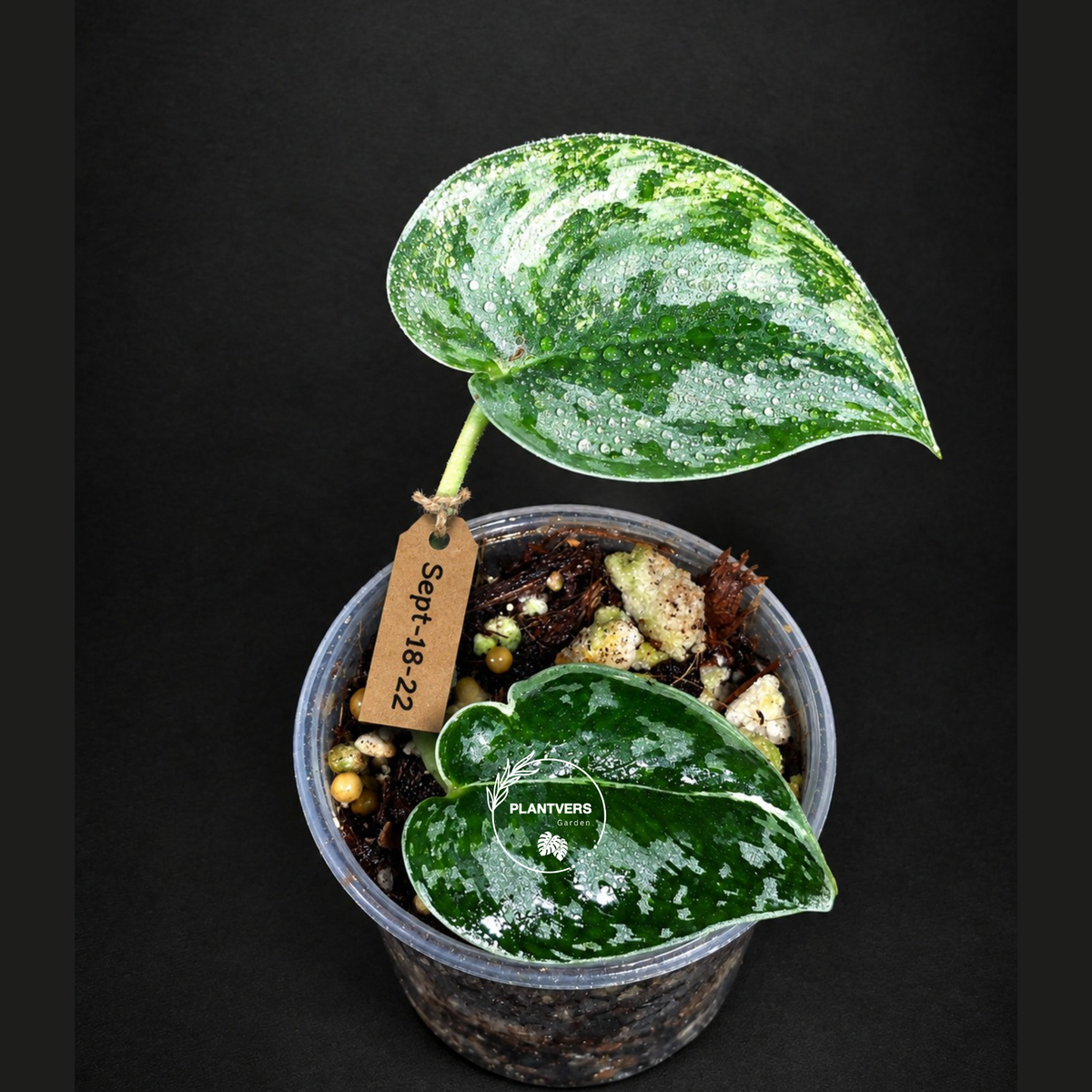 Variegated Scindapsus Mayari Exact Plant - (Sep-18-22)
