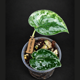 Variegated Scindapsus Mayari Exact Plant - (Sep-18-22)