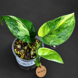 Scindapsus Jade Satin Variegated Exact Plant - (Sep-18-23)