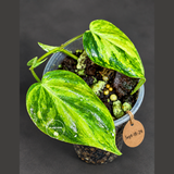 Variegated Philodendron Mican Aurea Exact Plant - (Sep-18-24)