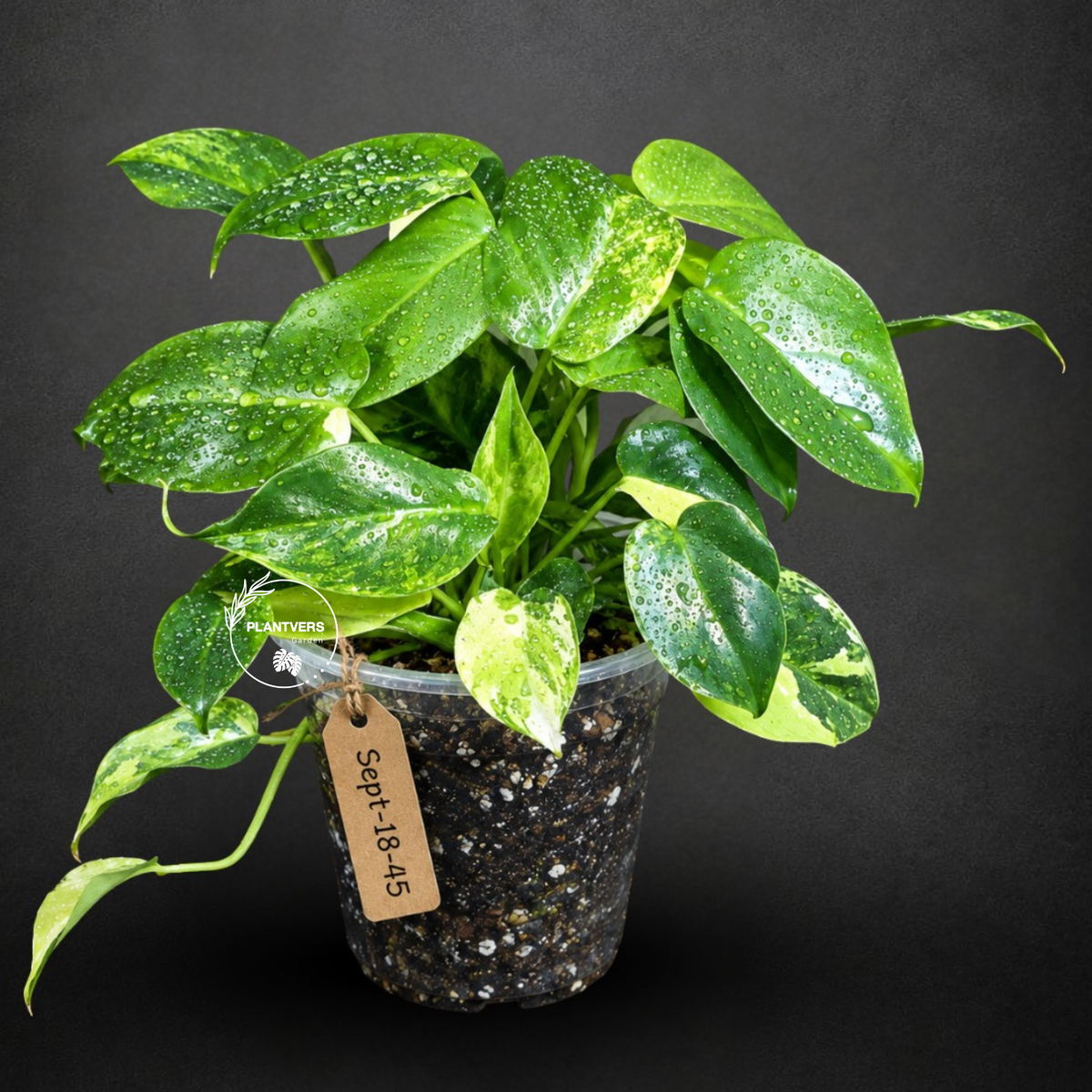 Variegated Burle Marx Philodendron Exact Plant - (Sep-18-45)