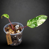 Philodendron Strawberry Shake Variegated Exact Plant - (Sep-18-47)