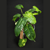 Variegated Burle Marx Philodendron Exact Plant - (Sep-18-39)