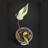 Philodendron Strawberry Shake Variegated Exact Plant - (Sep-18-37)