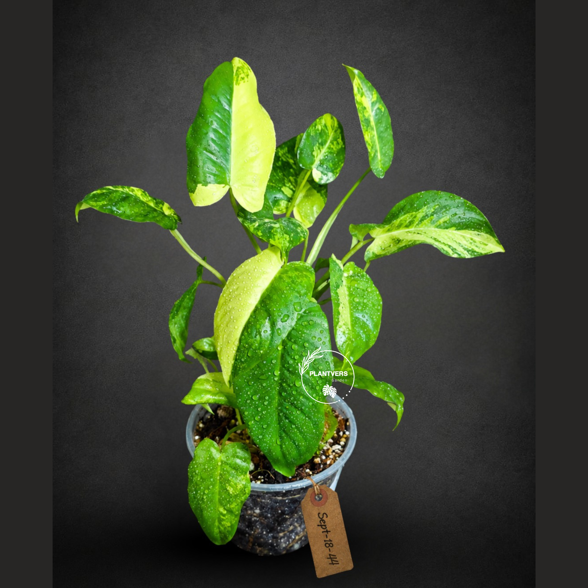 Variegated Burle Marx Philodendron Exact Plant - (Sep-18-44)