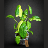 Variegated Burle Marx Philodendron Exact Plant - (Sep-18-44)