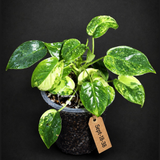 Variegated Burle Marx Philodendron Exact Plant - (Sep-18-38)
