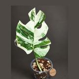 Variegated Monstera Albo - White Albo Borsigiana - (Sep-22-15)