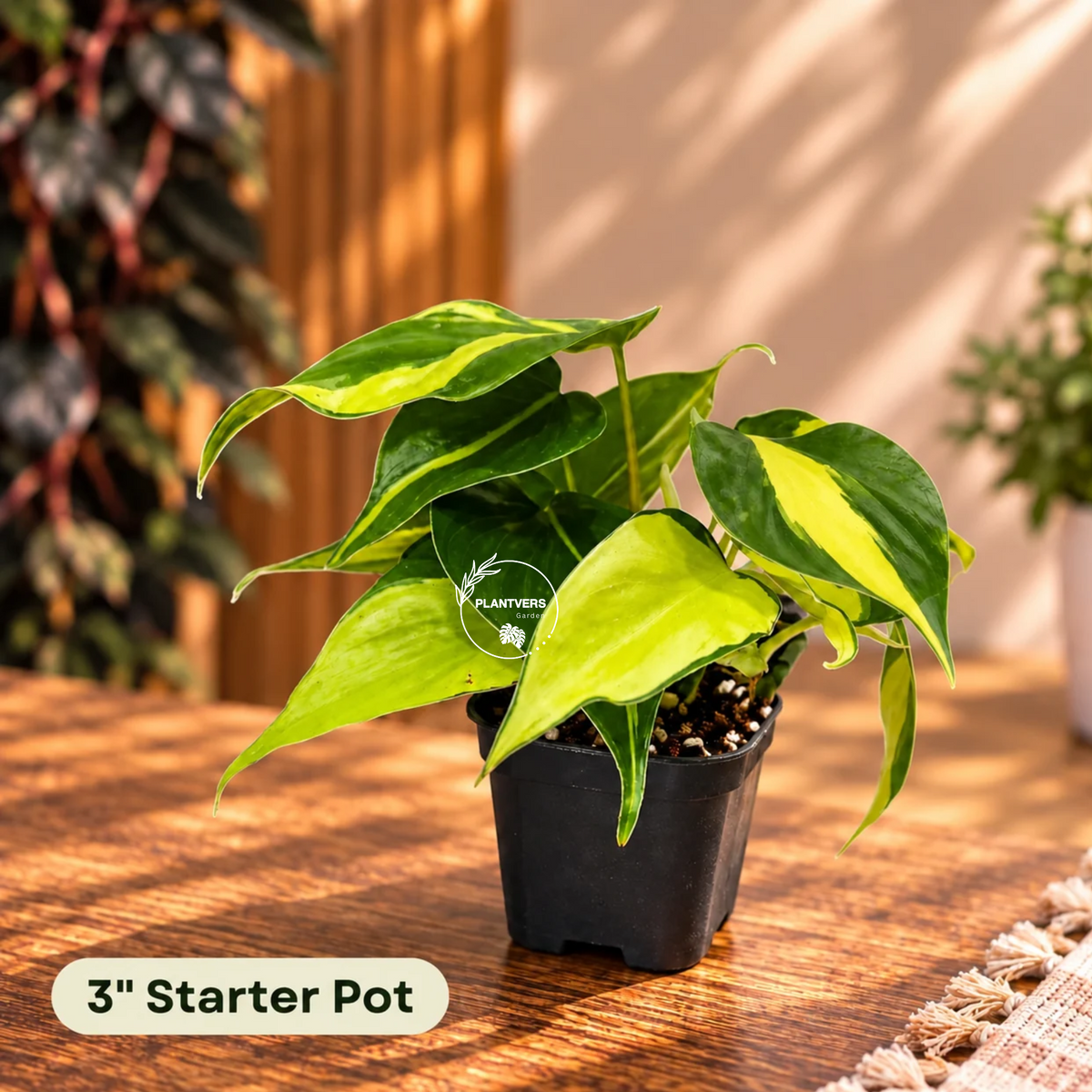 Rare Brazilian Philodendron in a Nursery Pot-  Philodendron Brazil - Philodendron Hederaceum - Vining Indoor  Plant - Air Purifier Plants