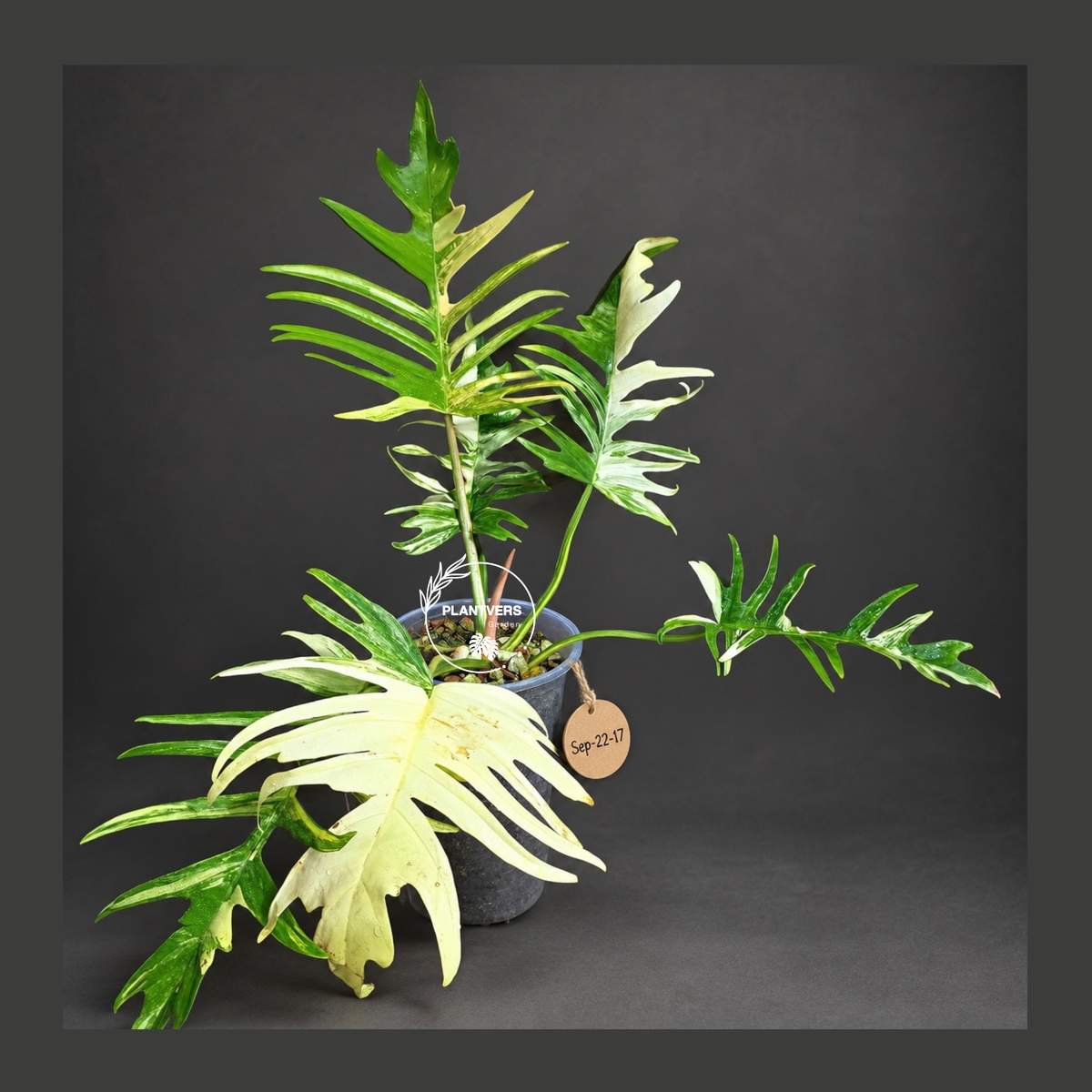 Philodendron Florida Beauty x Tortum Exact Plant - (Sep-22-17)