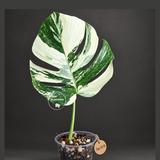 Variegated Monstera Albo - White Albo Borsigiana - (Sep-22-18)