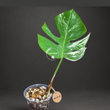 Variegated Monstera Albo - White Albo Borsigiana - (Sep-22-19)