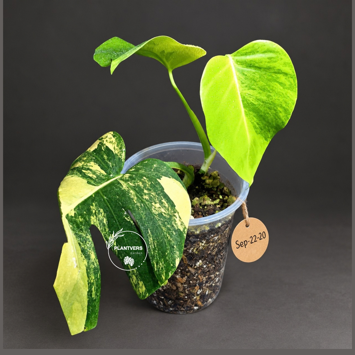 Monstera Borsigiana Aurea Variegated Exact Plant - (Sep-22-20)