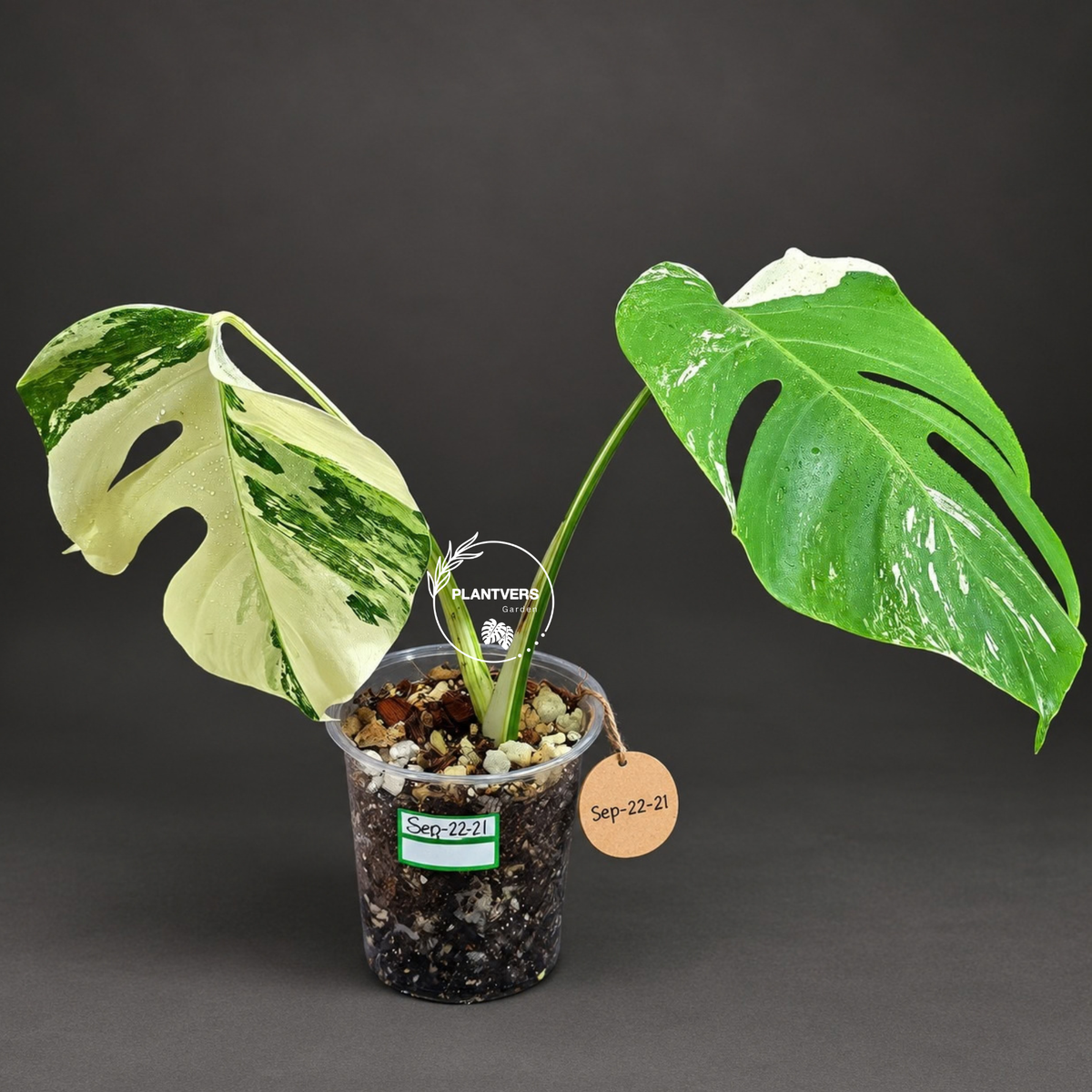 Variegated Monstera Albo - White Albo Borsigiana - (Sep-22-21)