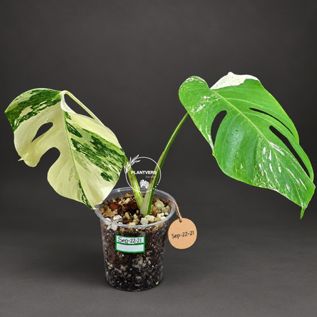 Monstera Albo - Rare Variegated Monstera Borsigiana Albo - Rare Collector Plant - White Monstera Albo - EXACT Same Plant - US Seller