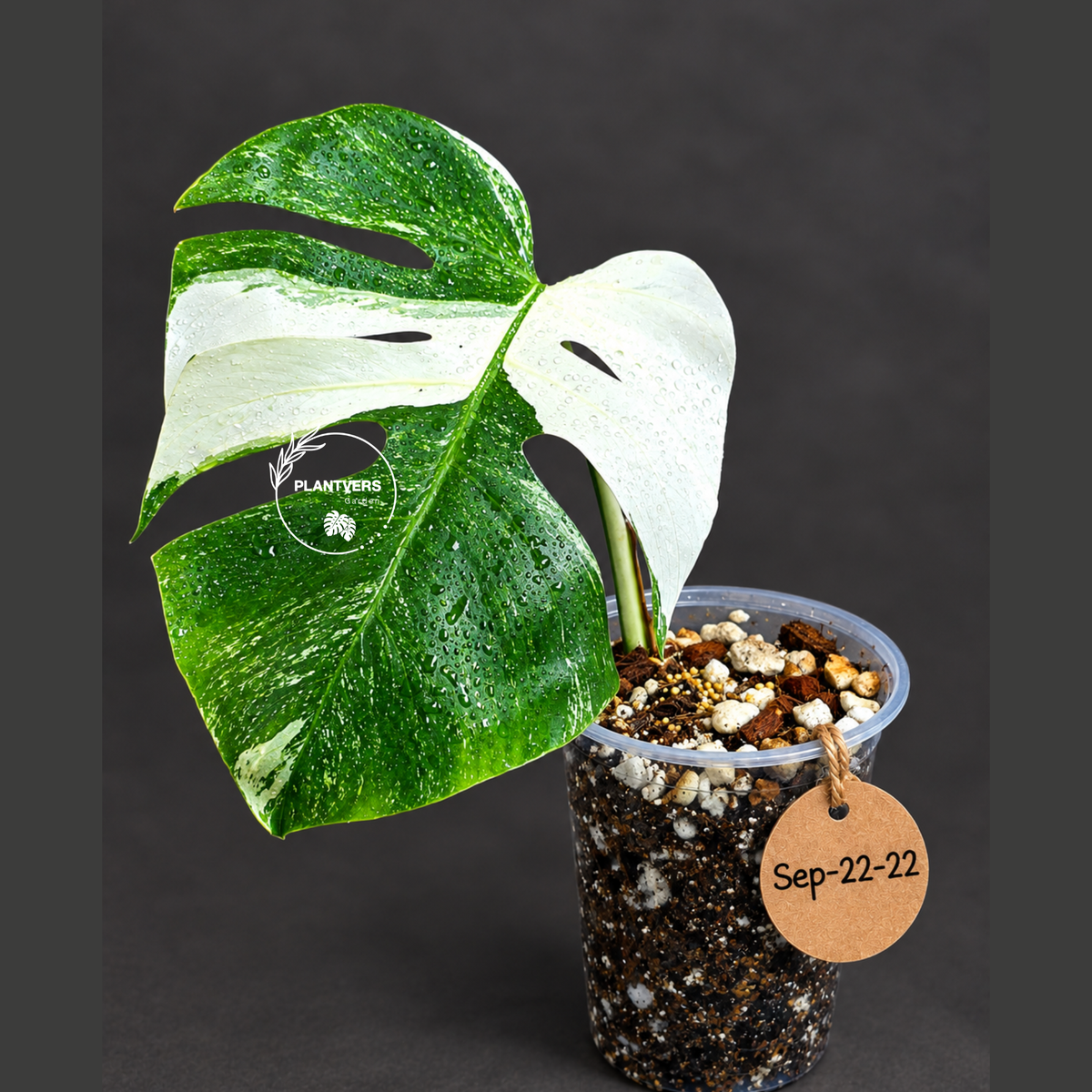 Variegated Monstera Albo - White Albo Borsigiana - (Sep-22-22)