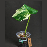 Variegated Monstera Albo - White Albo Borsigiana - (Sep-22-12)