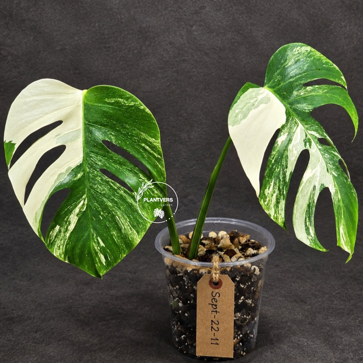Monstera Albo Halfmoon Variegated - White Albo Borsigiana - (Sep-22-11)