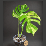 Monstera Borsigiana Aurea Variegated Exact Plant - (Sep-22-16)