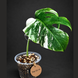 Variegated Monstera Albo - White Albo Borsigiana - (Sep-22-14)