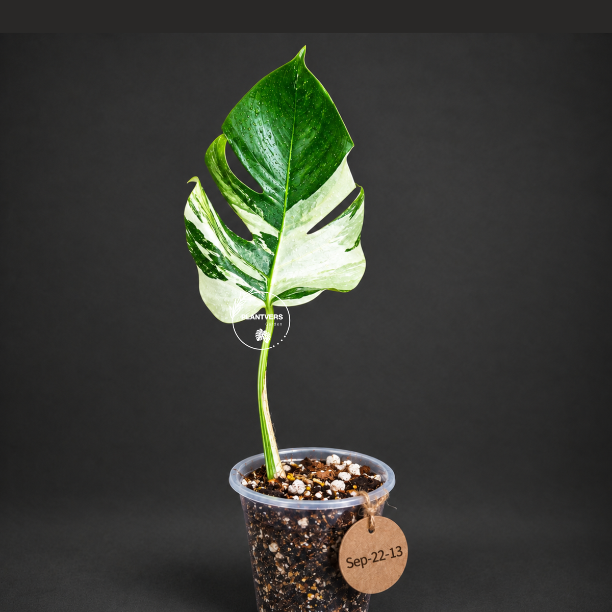 Variegated Monstera Albo - White Albo Borsigiana - (Sep-22-13)