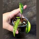 Variegated Philodendron Strawberry Shake Live Plant - (June-25-12)