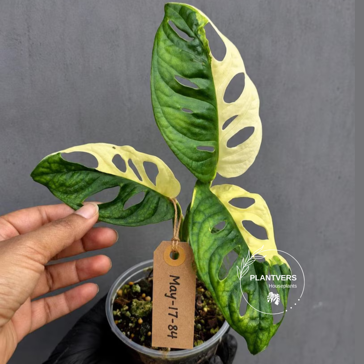 Variegated Monstera Adansonii Albo Plant - Rare Swiss Cheese EXACT Same Plant - US Seller