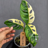 Variegated Monstera Adansonii Albo Plant - Rare Swiss Cheese EXACT Same Plant - US Seller