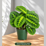 Live Lemon Lime Prayer Plant - Low Light Office Plant - Maranta Leuconeura - Potted Gift houseplant - Air Purifier Indoor Plant - Gift Plant