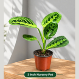 Live Lemon Lime Prayer Plant - Low Light Office Plant - Maranta Leuconeura - Potted Gift houseplant - Air Purifier Indoor Plant - Gift Plant
