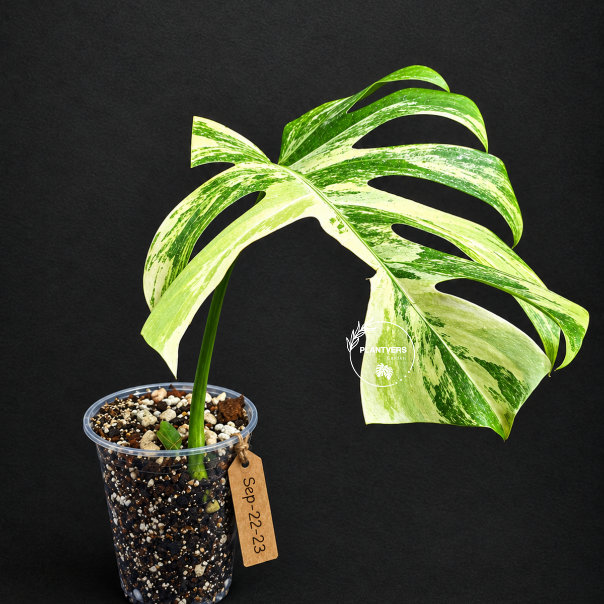 Monstera Borsigiana Aurea Variegated Exact Plant - (Sep-22-23)