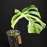 Monstera Borsigiana Aurea Variegated Exact Plant - (Sep-22-23)
