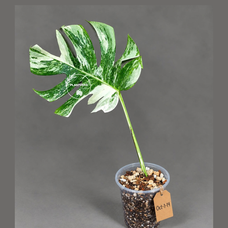 Monstera Albo - Rare Variegated Monstera Borsigiana Albo - Rare Collector Plant - White Monstera Albo - EXACT Same Plant - US Seller