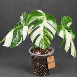 Monstera Albo - Rare Variegated Monstera Borsigiana Albo - Rare Collector Plant - White Monstera Albo - EXACT Same Plant - US Seller