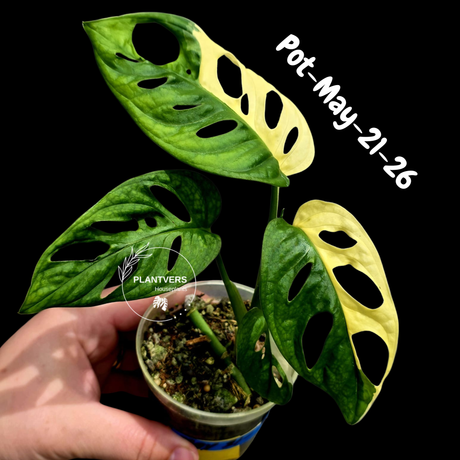Variegated Monstera Adansonii Albo Plant - Rare Swiss Cheese EXACT Same Plant - US Seller