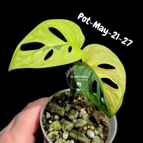 Variegated Monstera Adansonii Albo Plant - Rare Swiss Cheese EXACT Same Plant - US Seller