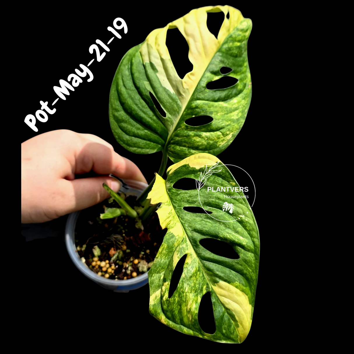 Variegated Monstera Adansonii Albo Plant - Rare Swiss Cheese EXACT Same Plant - US Seller