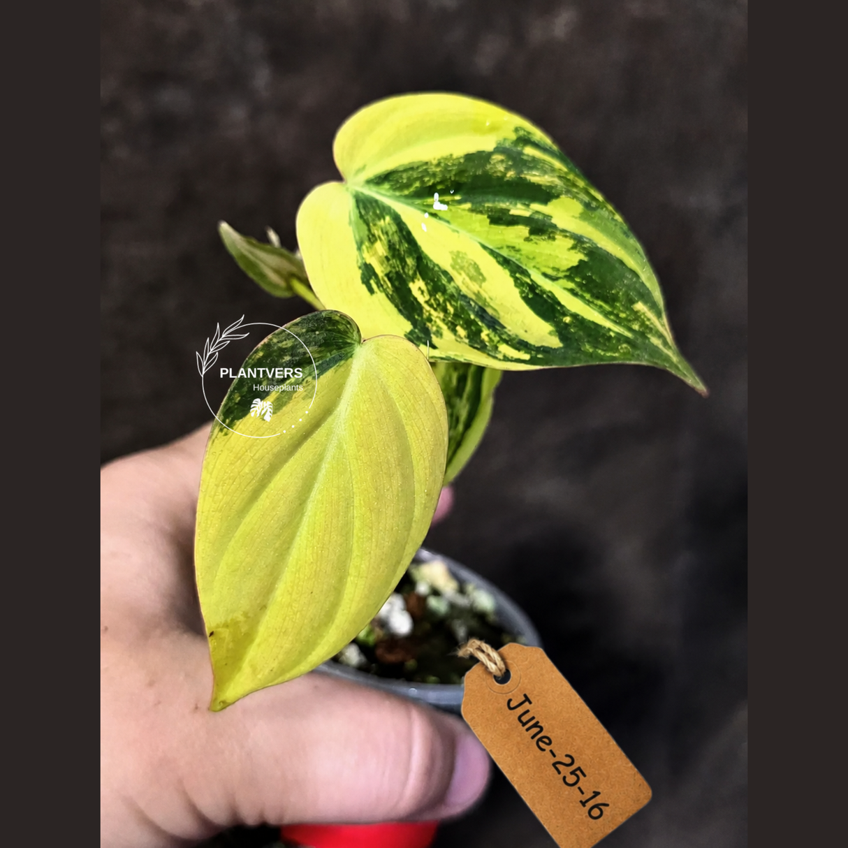 Variegated Philodendron Mican Aurea - Rare Collector Plant - EXACT Plant - US SELLER
