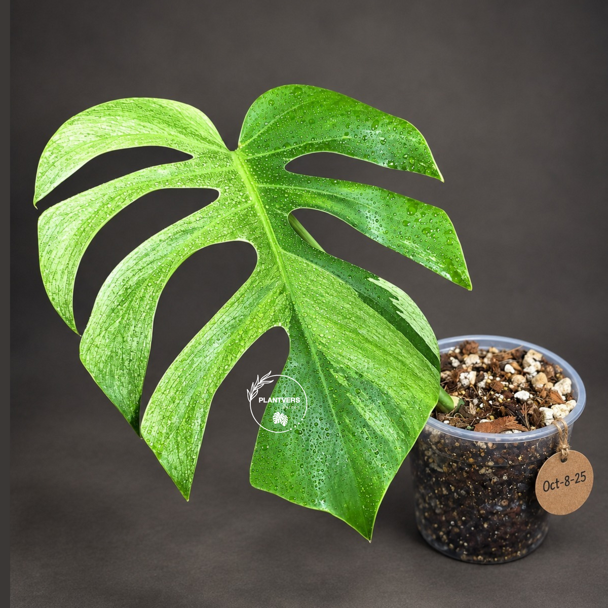 Variegated Monstera Mint Jungle Mint -(Oct-8-25)