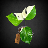 Monstera Albo - Rare Variegated Monstera Borsigiana Albo - Rare Collector Plant - White Monstera Albo - EXACT Same Plant - US Seller