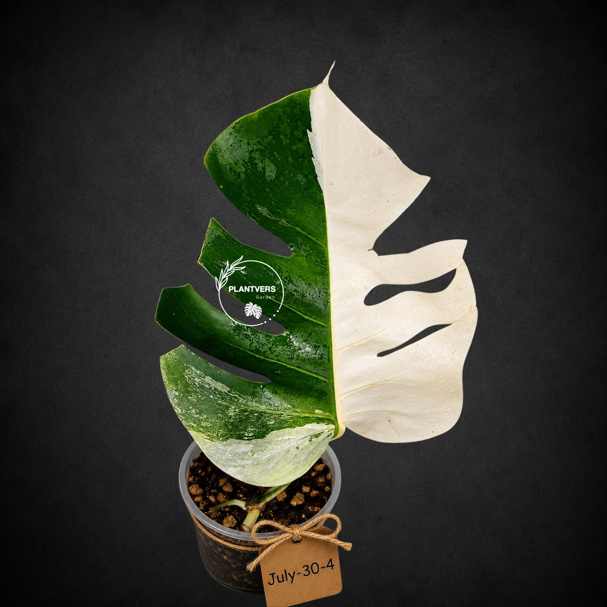 Monstera Albo - Rare Variegated Monstera Borsigiana Albo - Rare Collector Plant - White Monstera Albo - EXACT Same Plant - US Seller